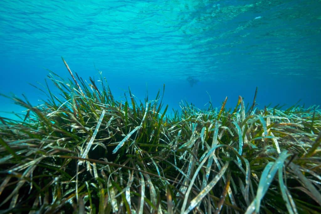 seagrass absorbs carbon dioxide; carbon sink