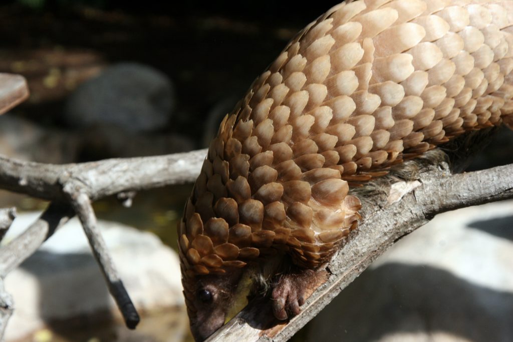 pangolins: most trafficked mammal in the world