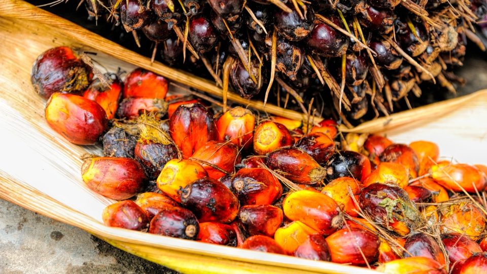 Palm oil deforestation