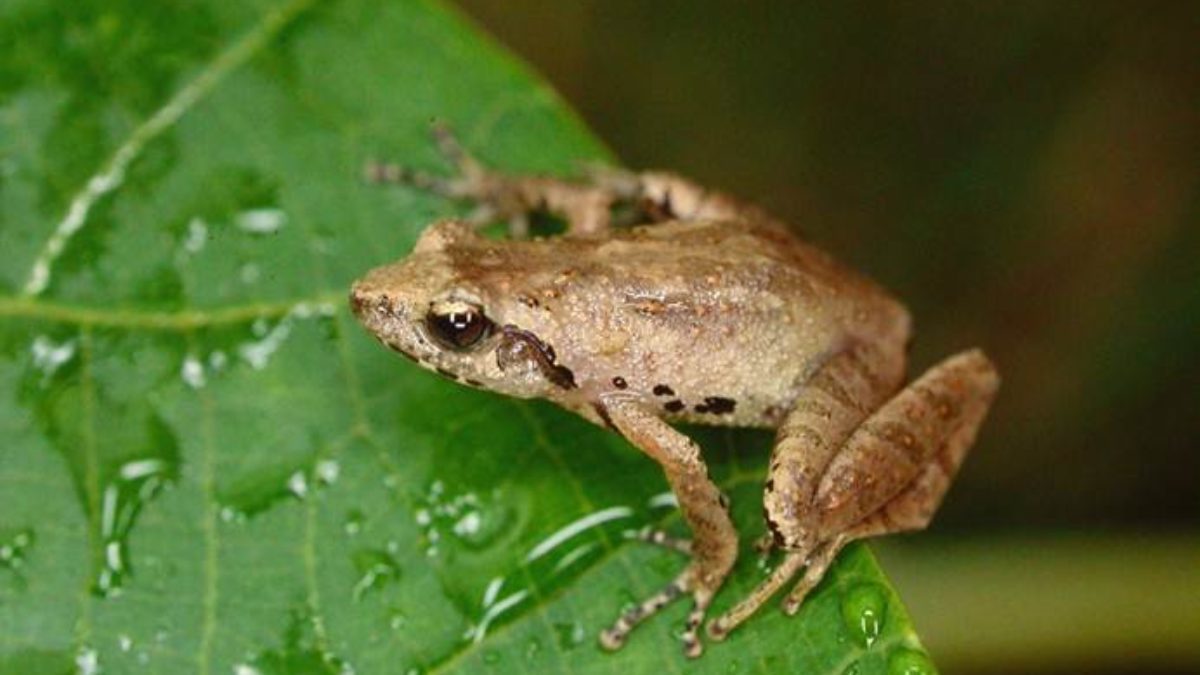Biodiversity Series: How Scientists Saved a Rare Frog Species