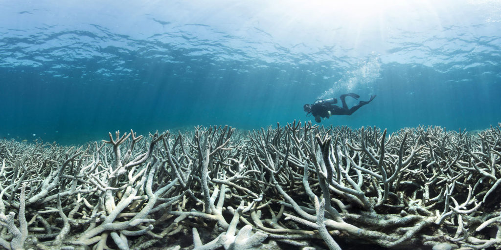 Coral killer: How heatwaves are devastating the building blocks of the oceans