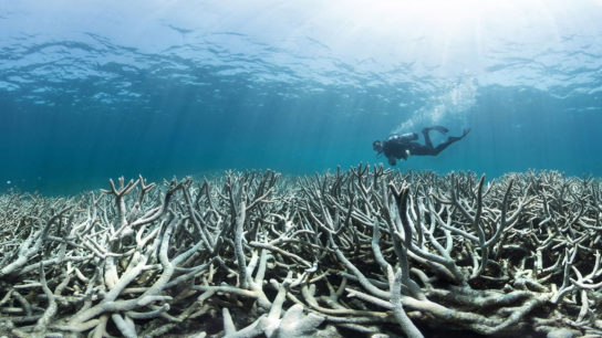 Great Barrier Reef Braces for Sixth Mass Bleaching Event