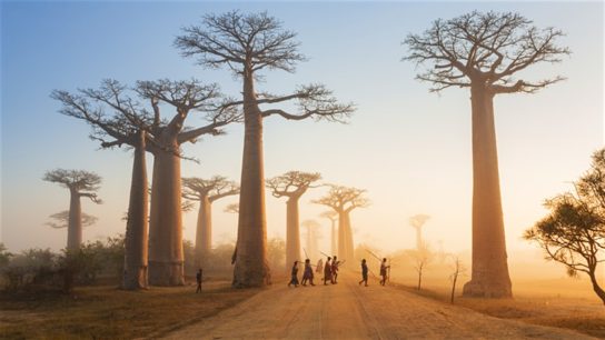 The Last Chance to Save Madagascar