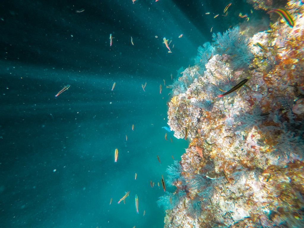 coral reefs extinct