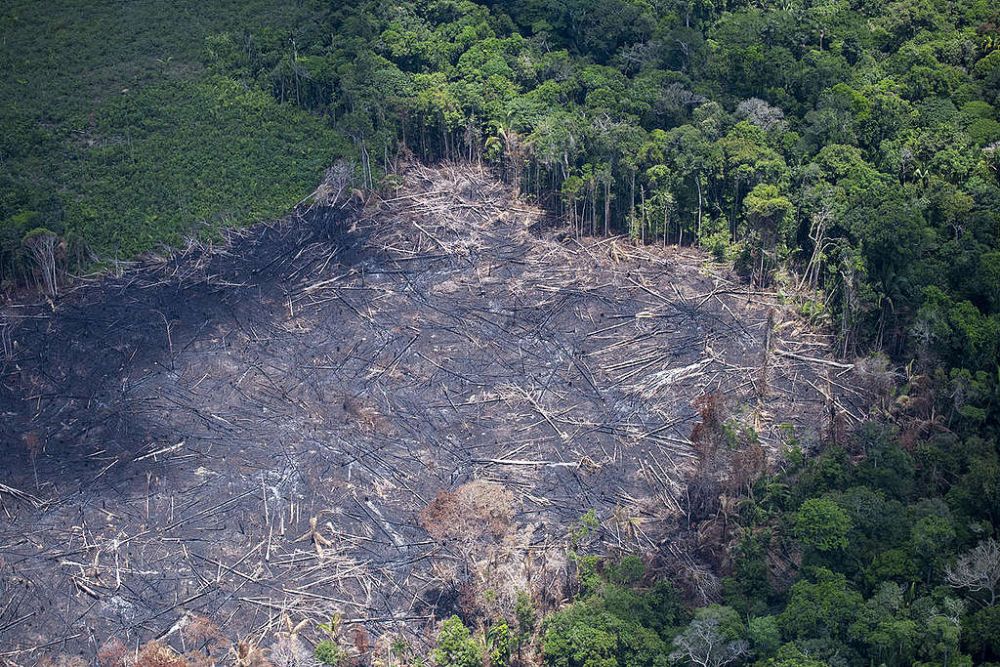 Deforestation in the amazon forest