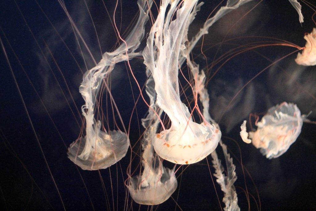 jellyfish warm waters; World Jellyfish Day