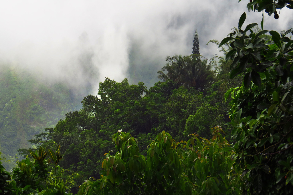 Tropical Forests Losing Ability to Store Carbon