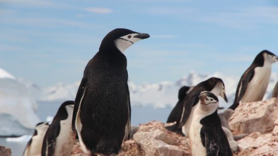 Number of Chinstrap Penguins Fall As Temperatures Rise In The Antarctic
