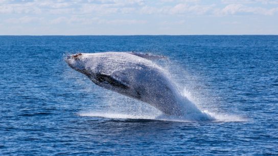 Blue Whales are Making a Comeback in the Atlantic