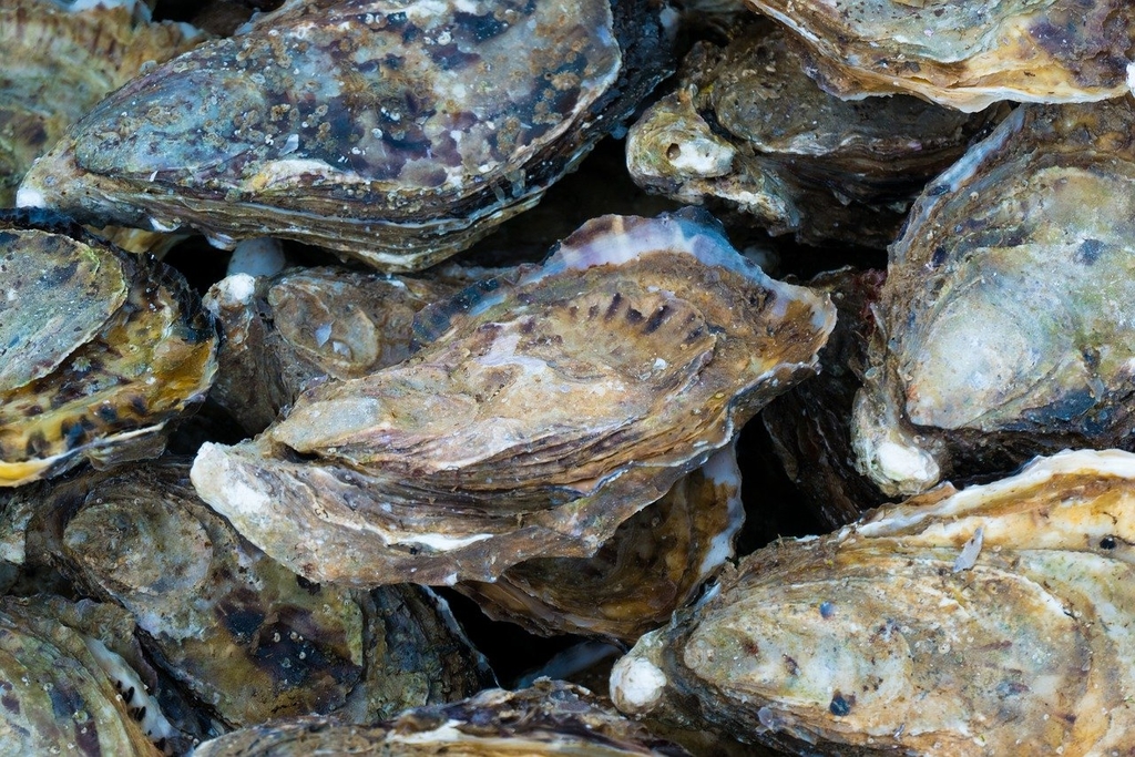 using oysters as a natural flood defence strategy