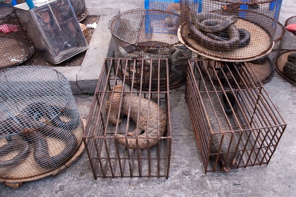 China Bans Wildlife Trade