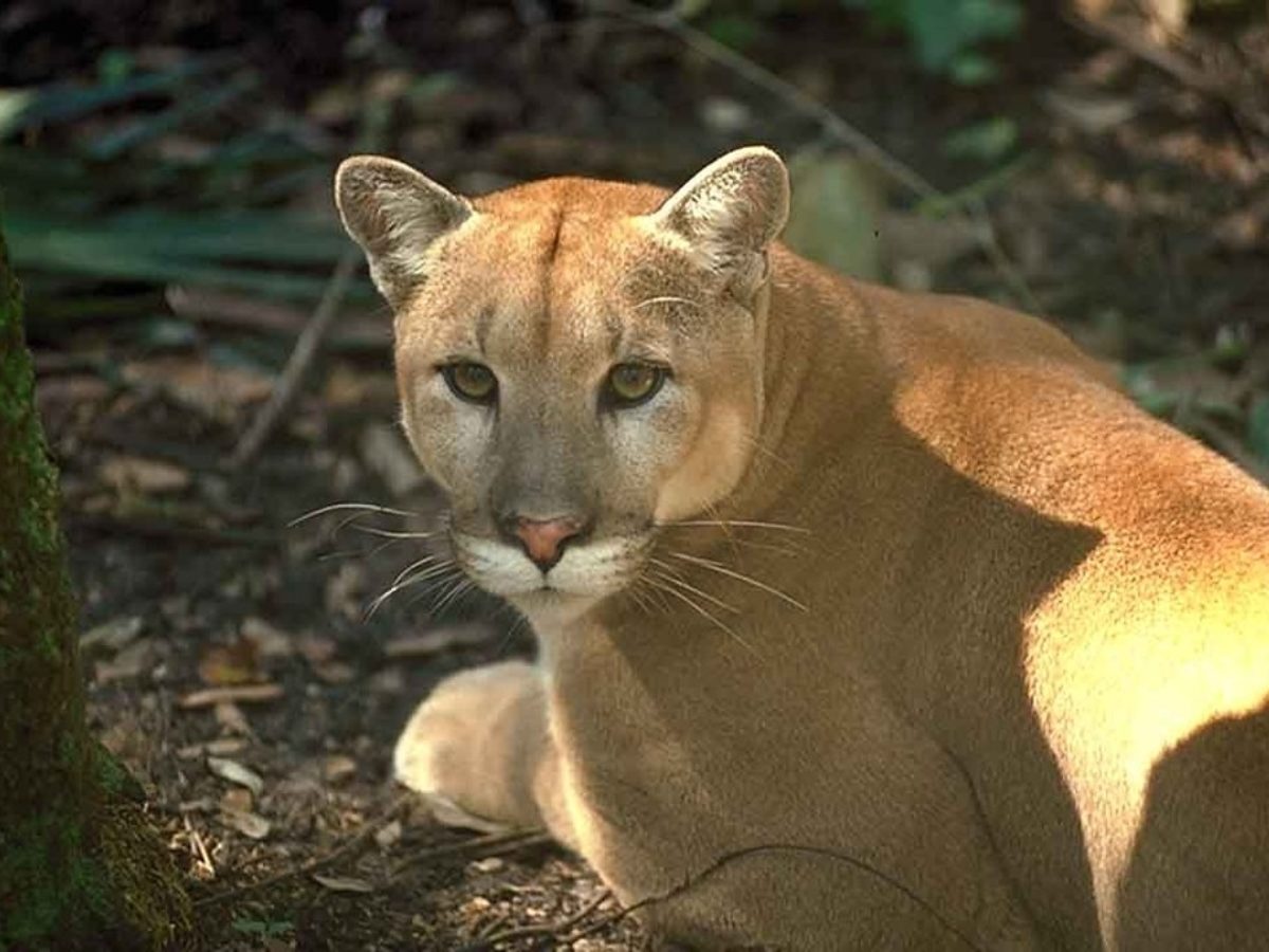 Florida Panthers Facts for Kids