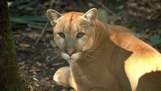 The Florida Panther: Preserving the Peninsula’s Wilderness