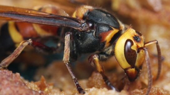 Asian Giant Hornets Have Arrived in the US- What Does This Mean?