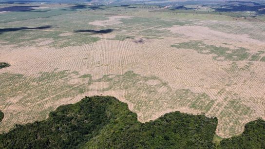 Deforestation Surges in Amazon As Brazil Fights COVID-19