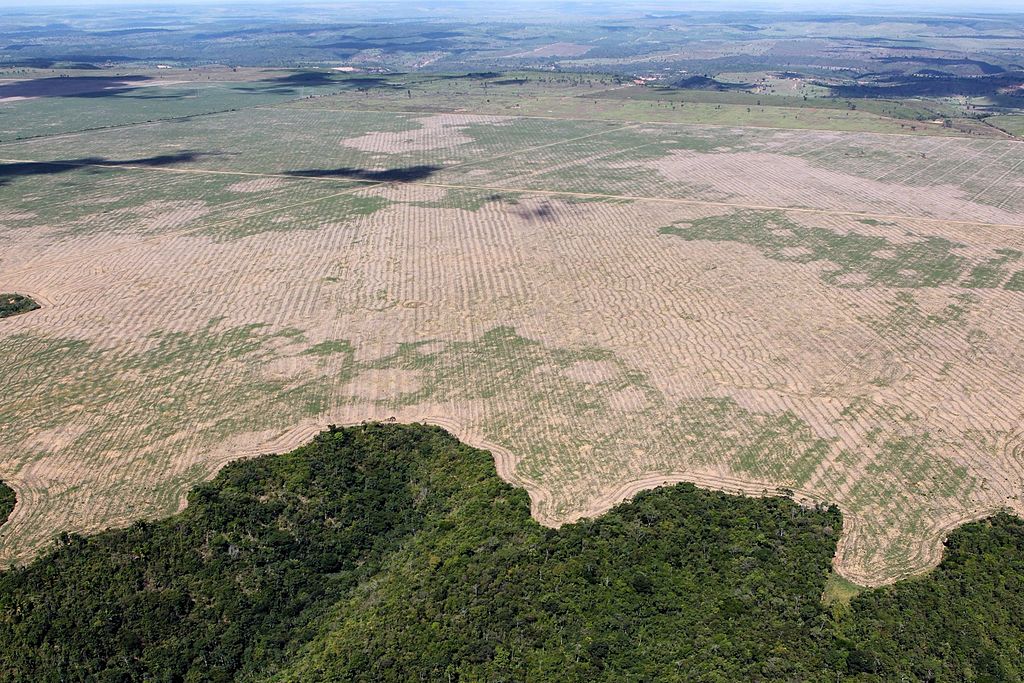 amazon deforestation increase