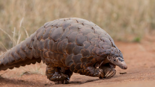 Weak Punishments for Pangolin Smuggling in China Are ‘No Deterrent’