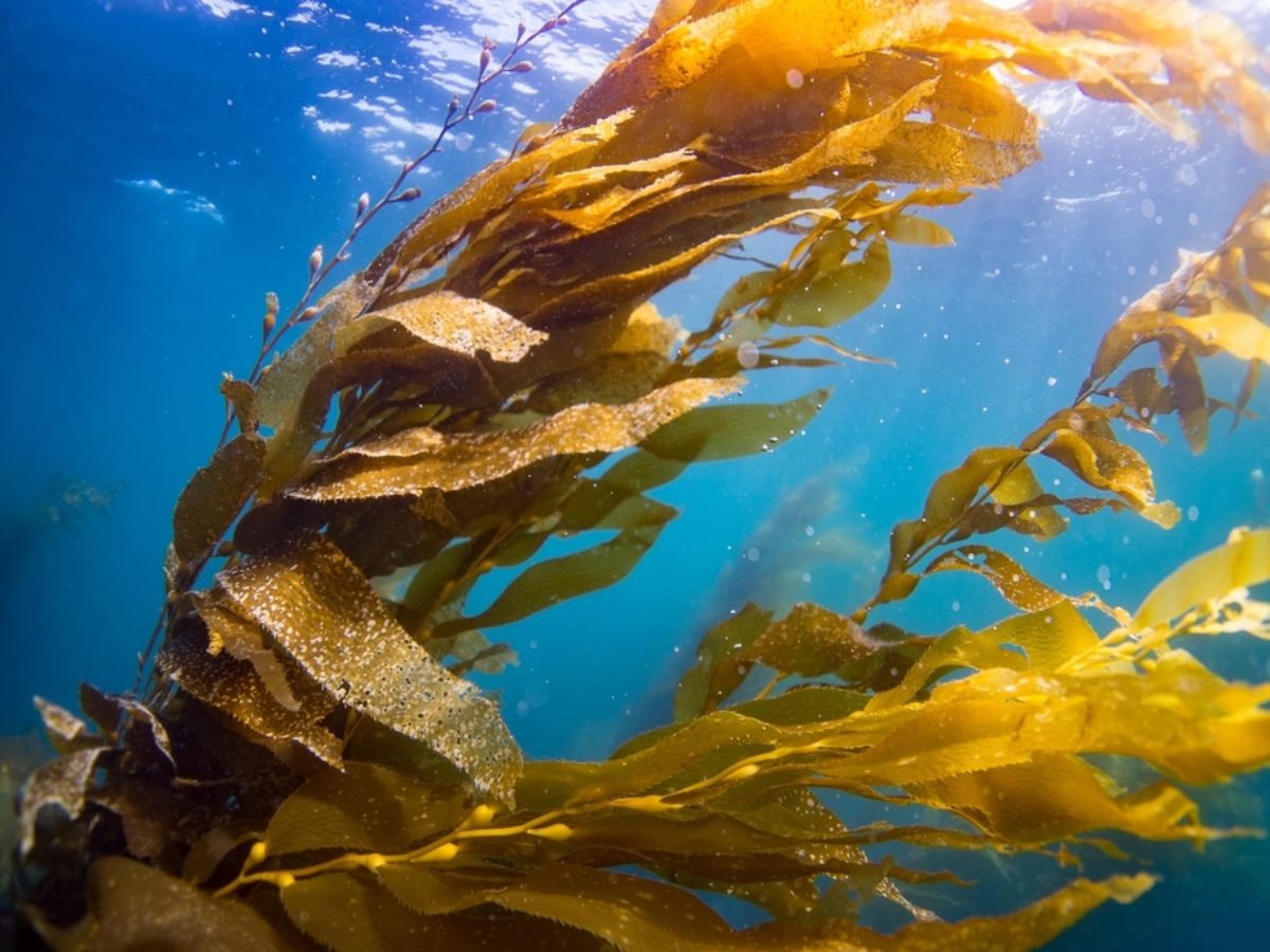 Kelp Forests: Restoring a Lifeline for the Ocean