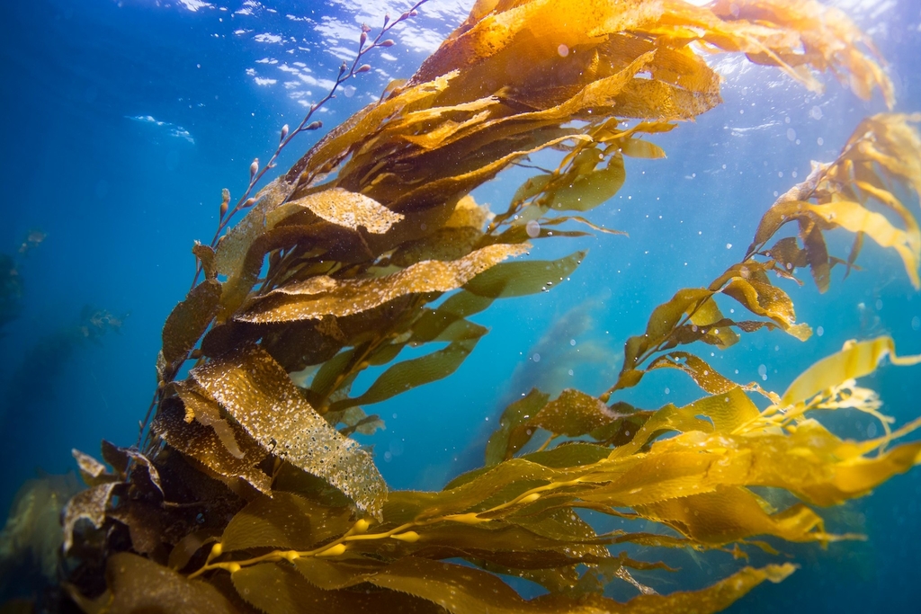 Kelp Forests: Restoring a Lifeline for the Ocean | Earth.Org - Past | Present | Future