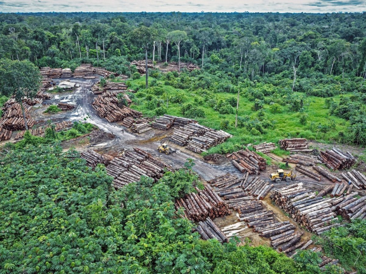 2023: A watershed year for action on deforestation