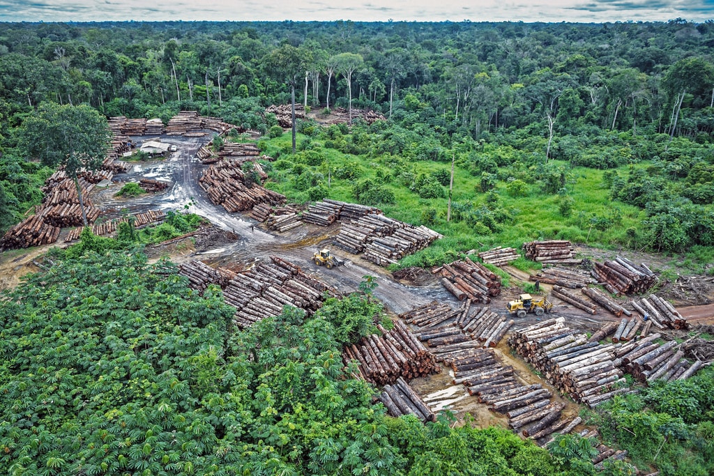 deforestation pandemic