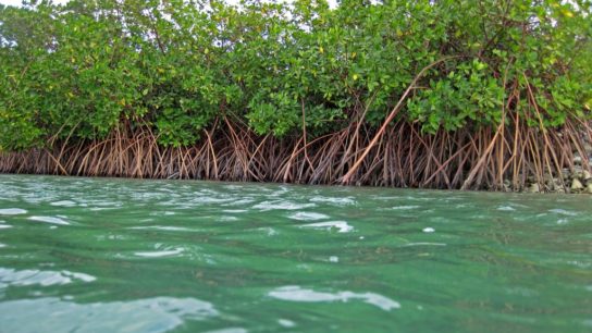 Mangrove Forests Could Disappear by 2050 if Emissions Aren’t Cut