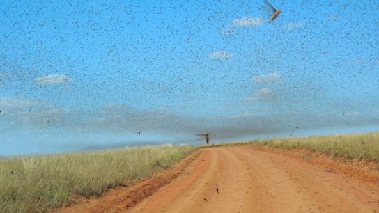 COVID-19 Hampers Efforts to Combat Another Plague where Swarms of Locusts Multiply