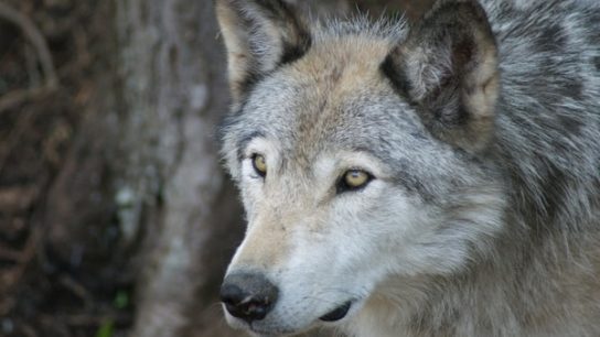 The Fall and Rise of the American Grey Wolf