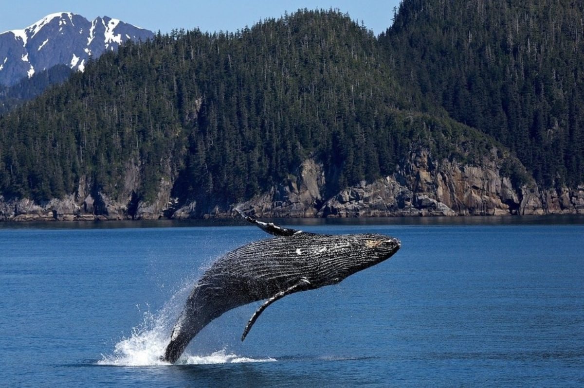 Humpbacks Learn New Songs as They Migrate | Earth.Org