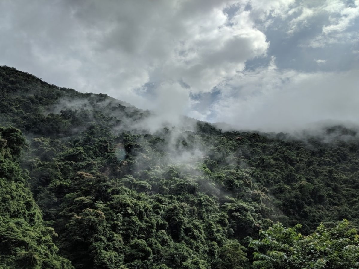 The World's Top 10 Biggest Rainforests 
