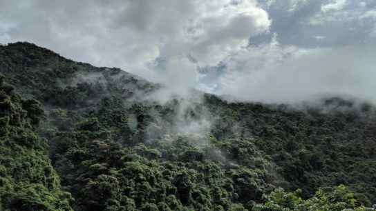 World Rainforest Day 2021: The World’s Top 10 Greatest Rainforests