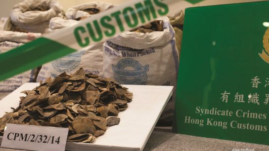 Did China Really Ban the Pangolin Trade? Not Quite, Investigators Say