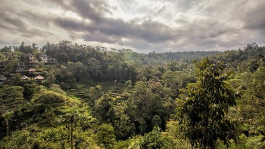 Indonesia to Receive $56m Payment from Norway for Reducing Deforestation