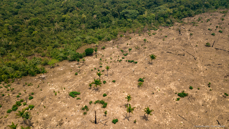 deforestation amazon brazil