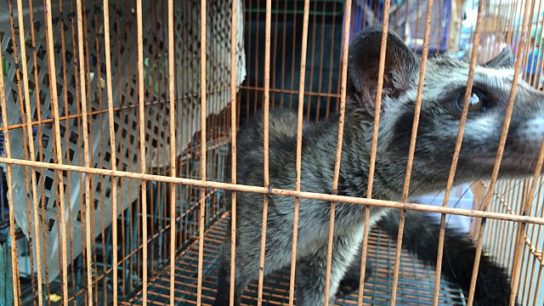 Vietnam Bans Wildlife Trade to Reduce Risk of Future Pandemics