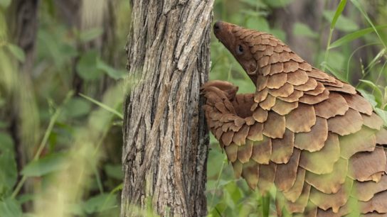 ‘It’s a Success’: Pangolins Return To a Region Where They Were Once Extinct