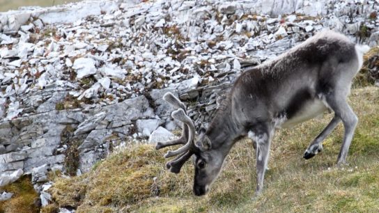 Releasing Herds of Animals into the Arctic Could Help Fight Climate Change, Study Finds