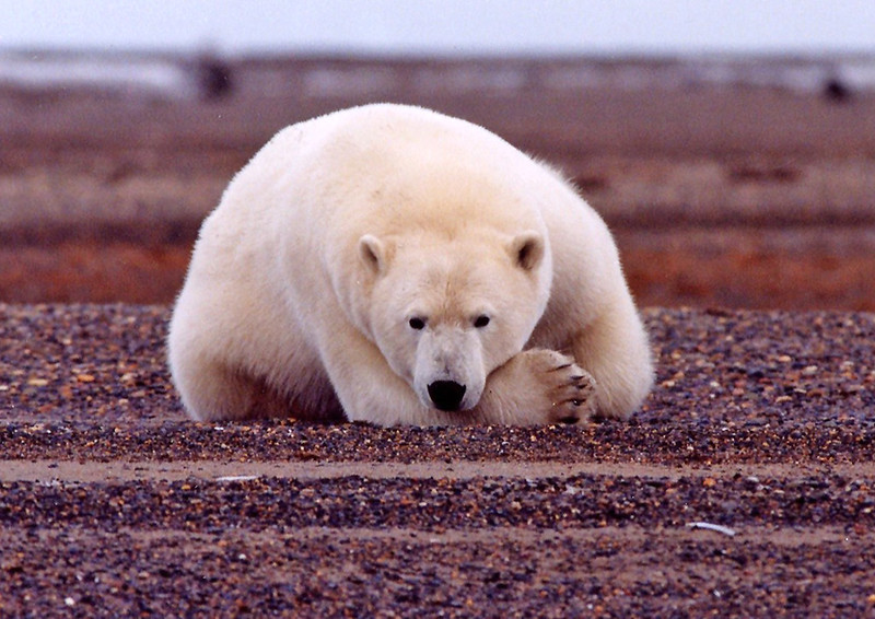 Arctic National Wildlife Refuge drilling