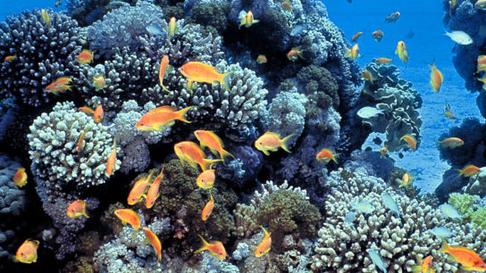 Heat-Resistant Corals Found in the Red Sea Bring Hope Amid Climate Crisis