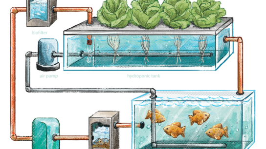 Aquaponics Systems: A Solution To Food Insecurity?