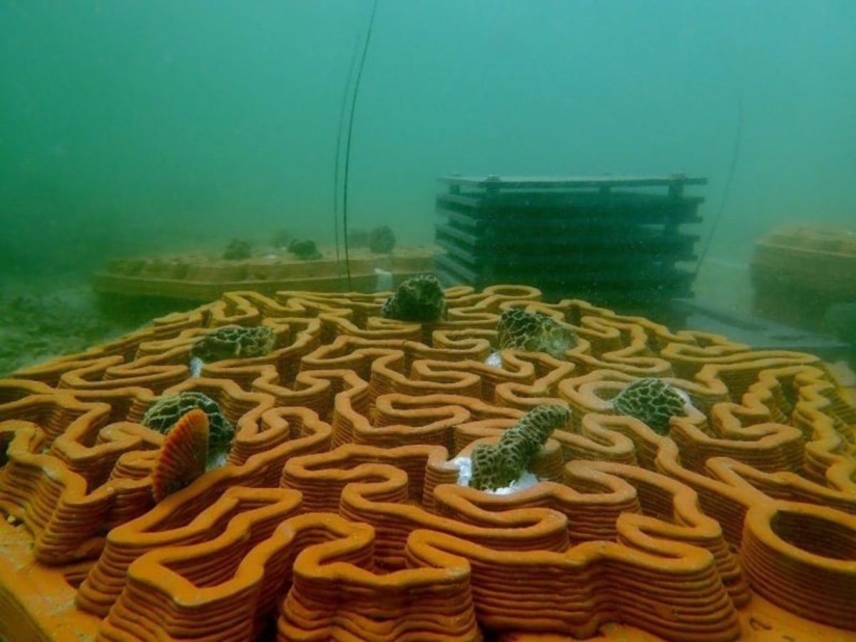 How 3D-Printed Tiles Can Help Restore Corals in Hong Kong