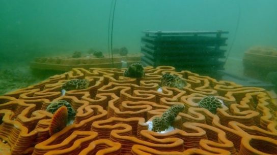 How 3D-Printed Tiles Can Help Restore Corals in Hong Kong