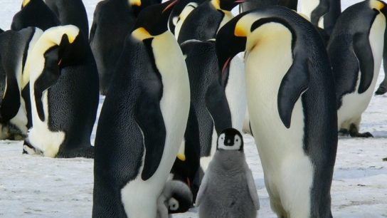 New Emperor Penguin Colonies Discovered in Antarctica, Increasing Numbers by 20%