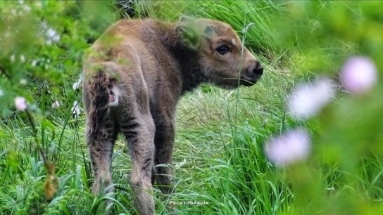 First Bison Calf Born in Spanish Ecological Restoration Project Offers Hope For the Future