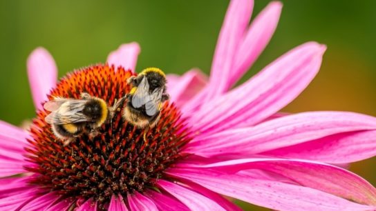 Driven By the Climate Crisis, Bumblebee Numbers Have Plummeted