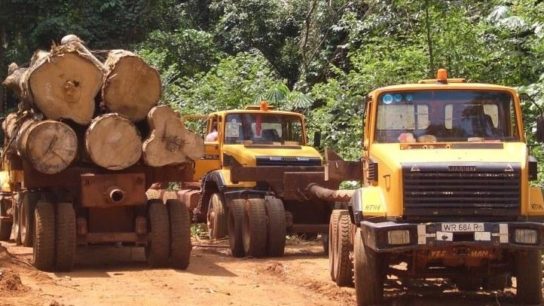 Companies Failing to Protect Tropical Forests- Analysis