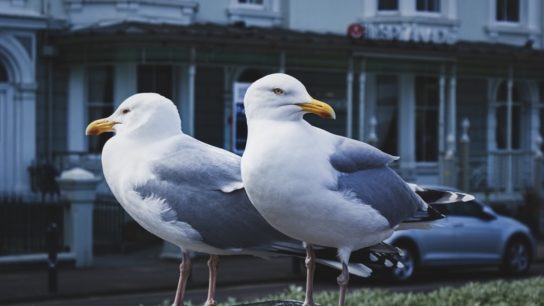 Seabirds’ Fecal Waste is Worth $1 Billion Annually- Study
