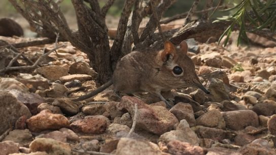Mouse-Sized Elephant Shrew Rediscovered After 50 Years
