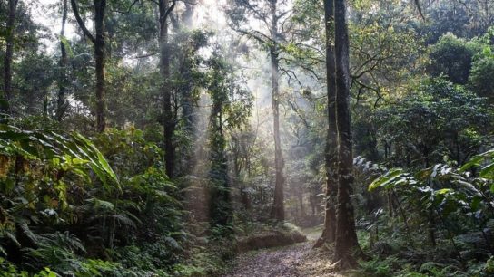 Why Is There So Much More Biodiversity in Tropical Ecosystems?