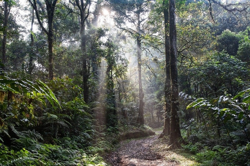 biodiversity tropical ecosystems